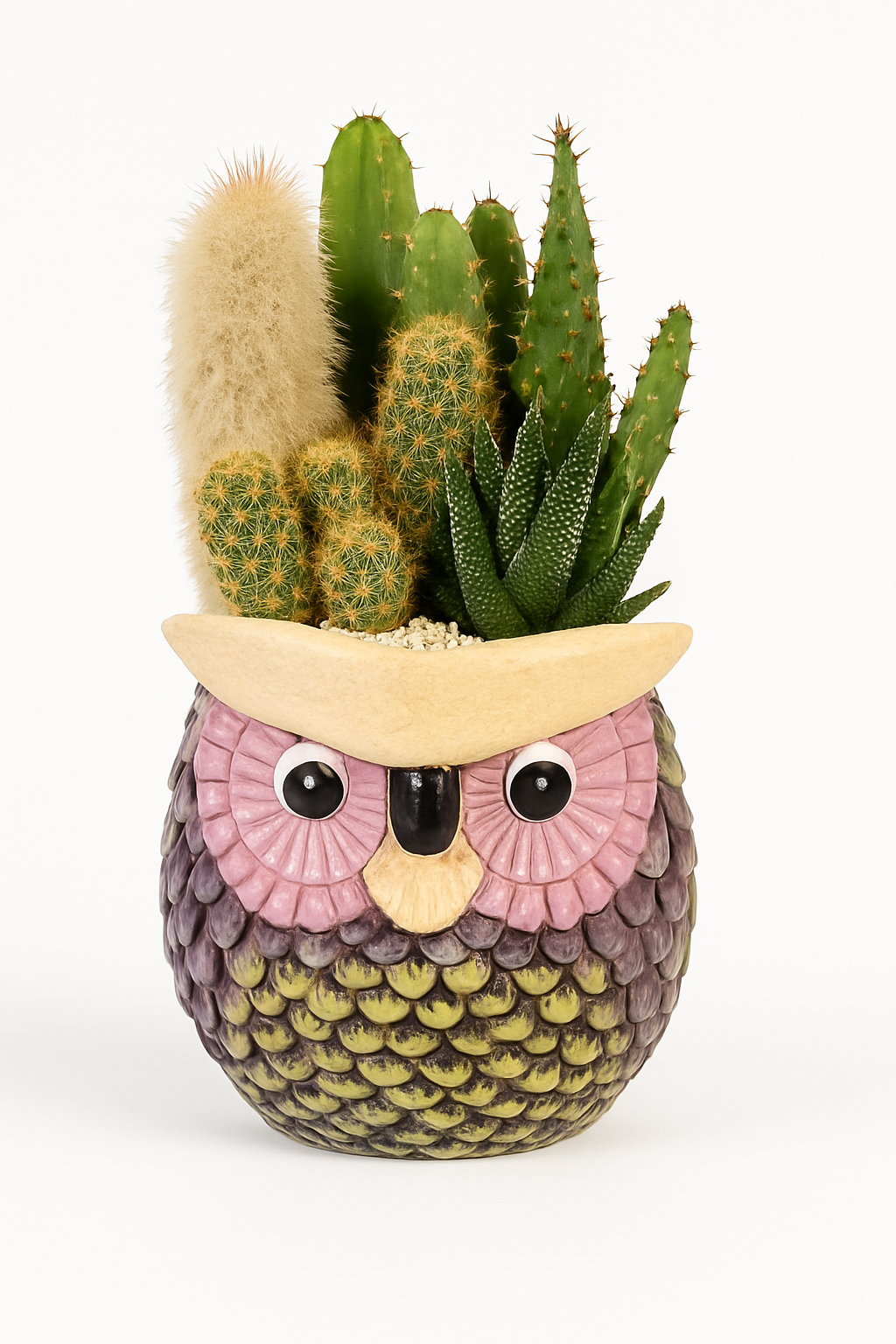 Vaso Gufo con Piante Grasse