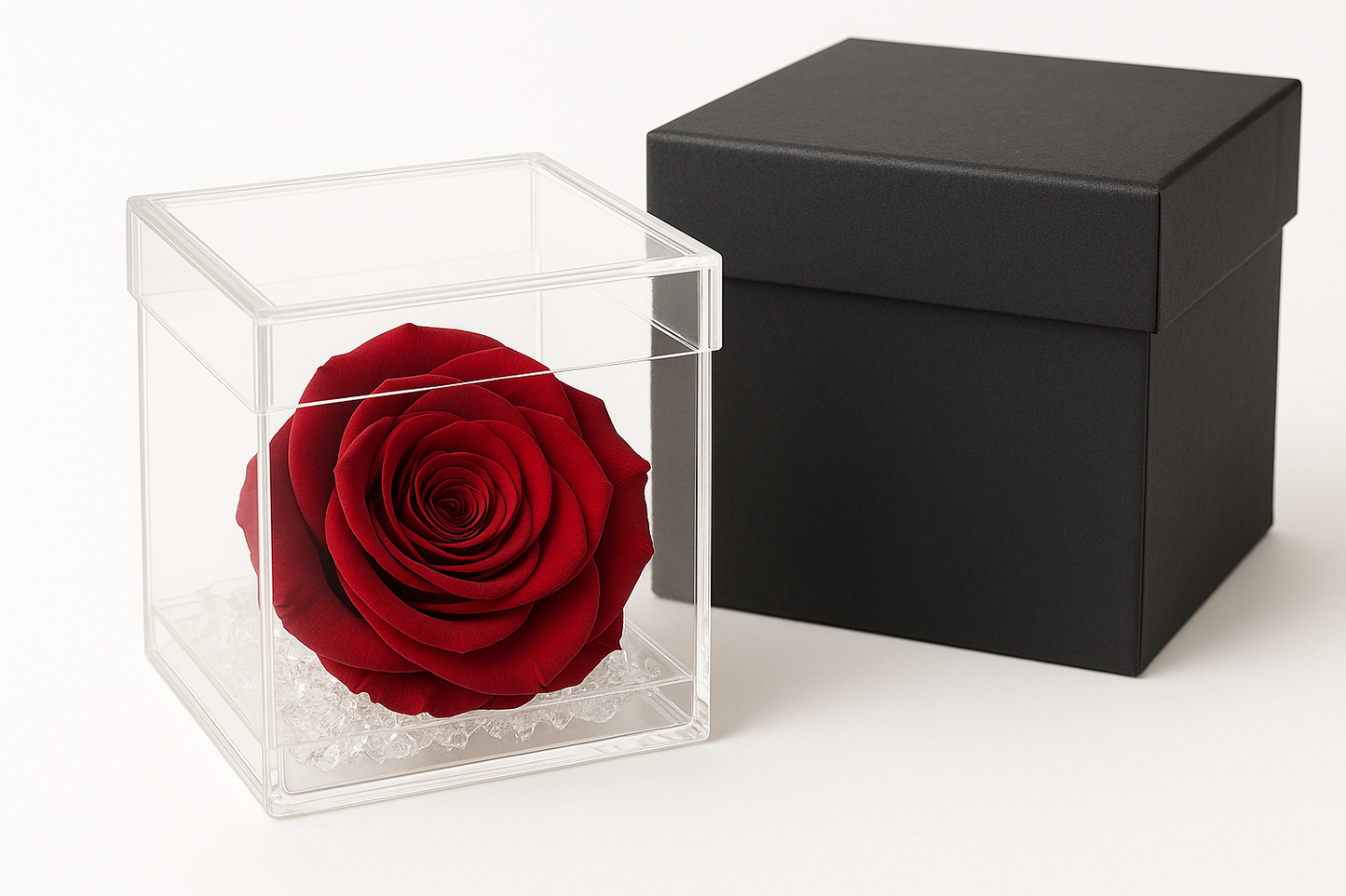 Rosa rossa Stabilizzata dimensione 8x8