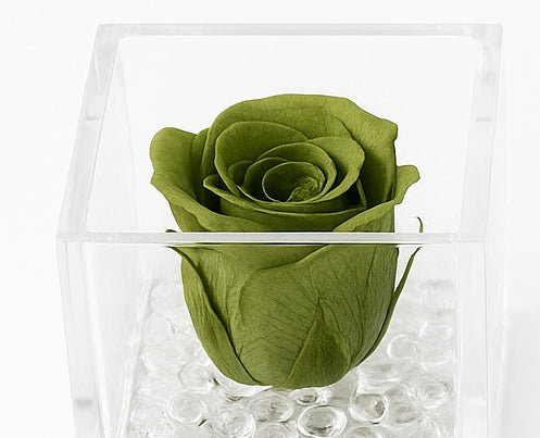 Rosa Stabilizzata Dimensioni 6x6 Più varianti
