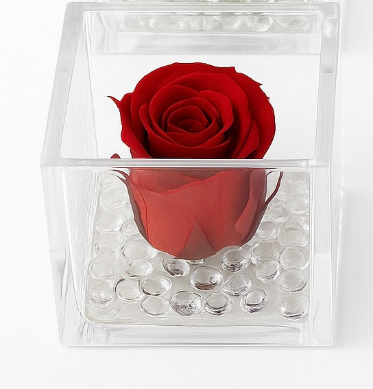 Rosa Stabilizzata Dimensioni 6x6 Più varianti