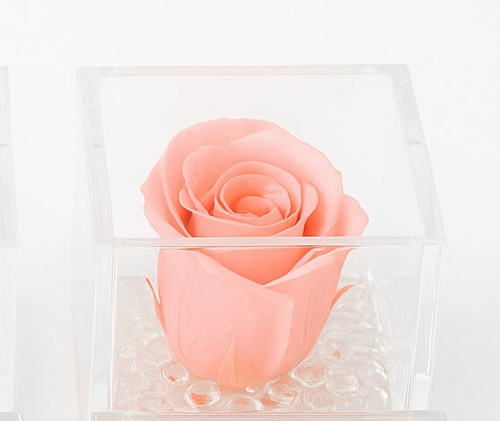 Rosa Stabilizzata Dimensioni 6x6 Più varianti