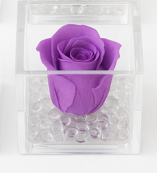 Rosa Stabilizzata Dimensioni 6x6 Più varianti
