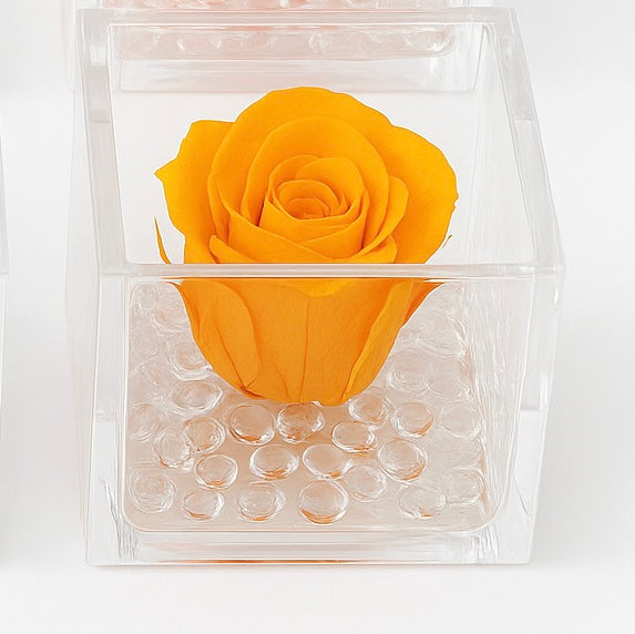 Rosa Stabilizzata Dimensioni 6x6 Più varianti