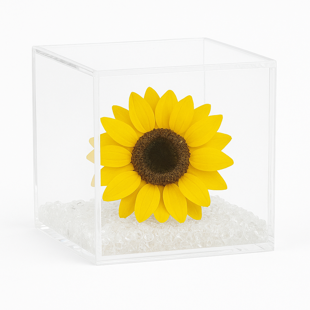 Girasole stabilizzato dimensioni 8x8