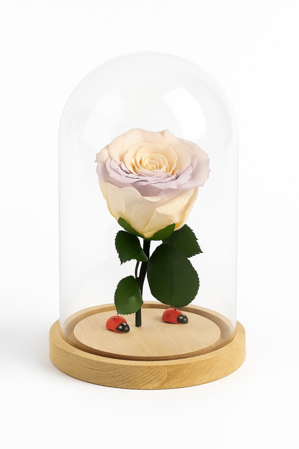 Rosa Stabilizzata in campana di vetro disponibile in più colori