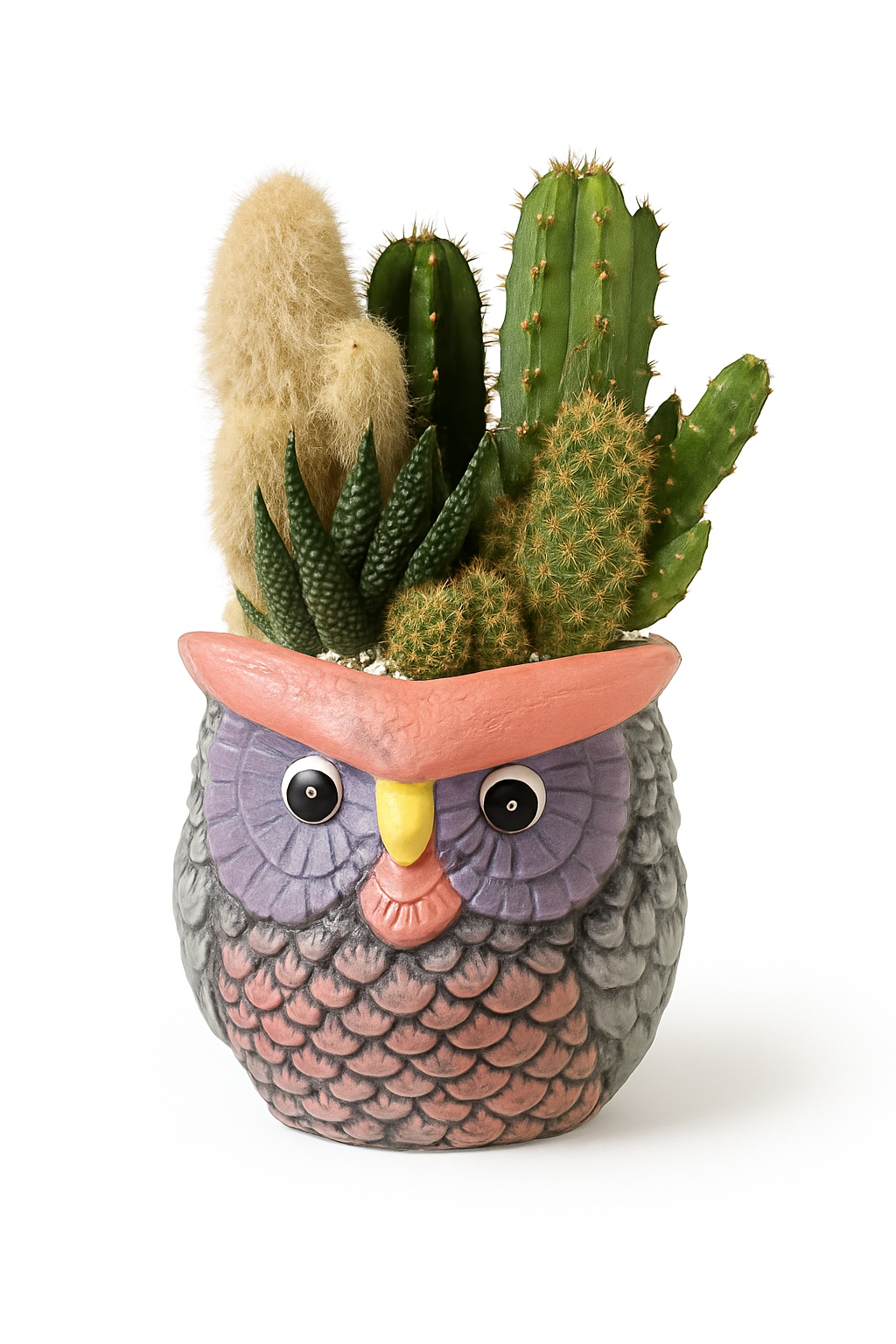 Vaso Gufo con Piante Grasse