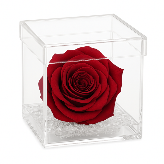 Rosa rossa Stabilizzata dimensione 8x8