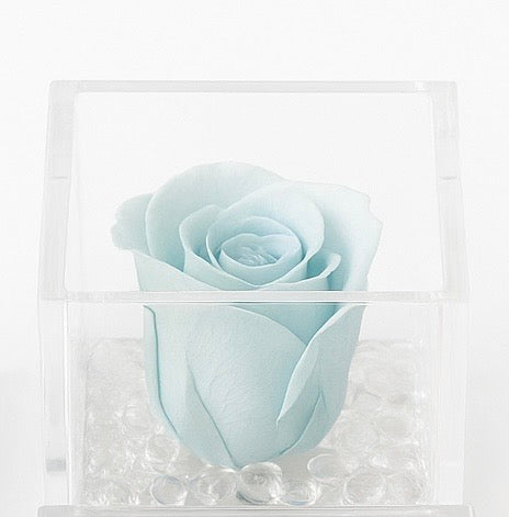 Rosa Stabilizzata Dimensioni 6x6 Più varianti