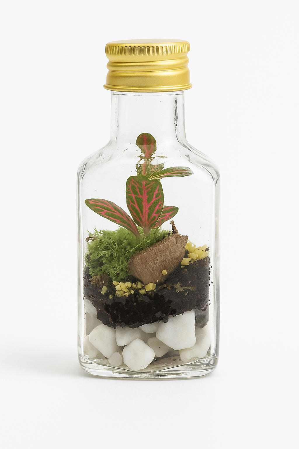 Mini Terrarium in Bottiglietta
