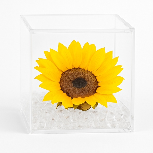 Girasole Stabilizzato dimensione  14x14