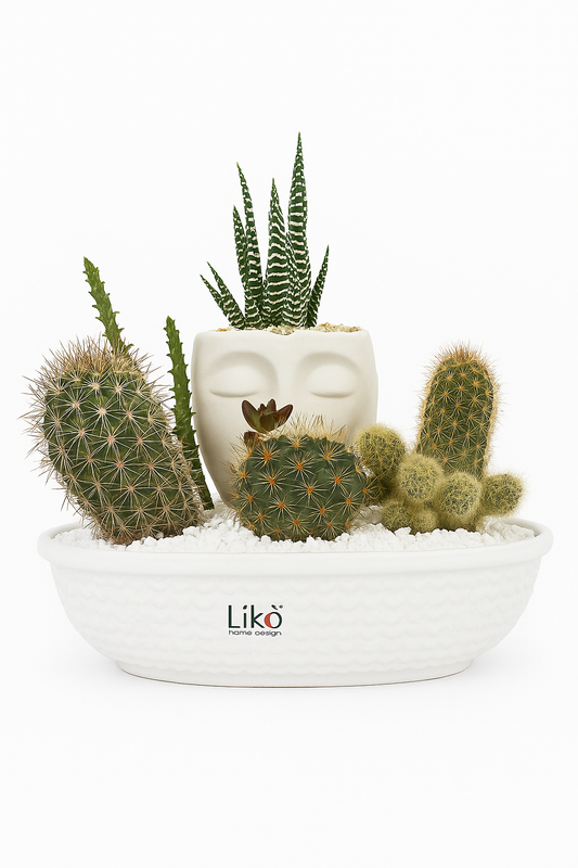 Composizione di Cactus in Vaso di Ceramica Bianca